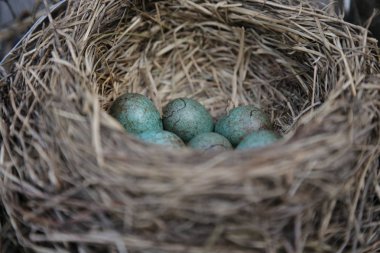bir leke mavi büyük yumurta ile iç içe