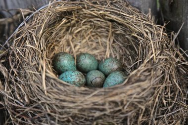 bir leke mavi büyük yumurta ile iç içe