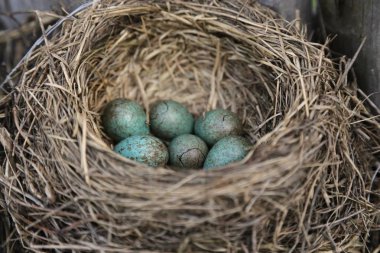 bir leke mavi büyük yumurta ile iç içe