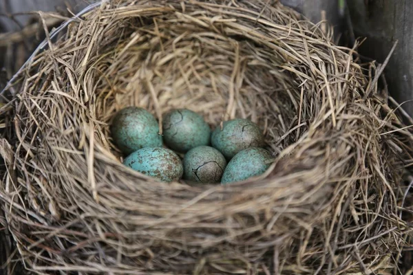 bir leke mavi büyük yumurta ile iç içe