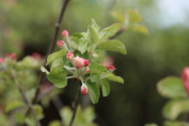 Bahar çiçeği genç elma ağacı