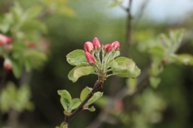 Bahar çiçeği genç elma ağacı