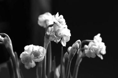 kar-beyaz yumuşak terry narcissuses - bahar çiçekleri üzerinde ışık ince yaprakları ile üzerinden kolay bahar buket