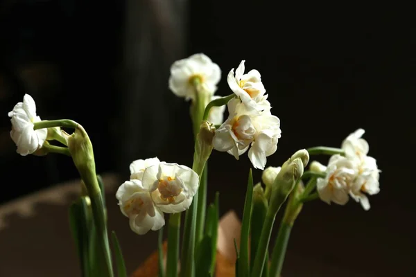 轻松的春天花束从雪白的特里水仙 春天的花朵与薄花瓣 在光线中闪耀 — 图库照片