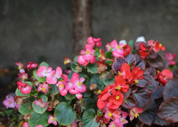 Flower Begonia Street Park Brightly Red Pink Color Bloom — Stock Photo, Image