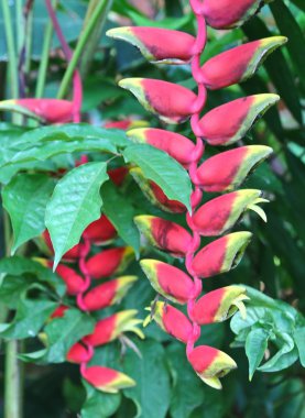 Sürekli çiçek açan yüksek sarmal ve helikonya, sıra dışı, düşük görünüşlü, sarı-kırmızı renkli devasa çiçekler, pembe-kırmızı astar ile mor renge tırmanıyor.