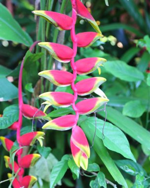 Sürekli çiçek açan yüksek sarmal ve helikonya, sıra dışı, düşük görünüşlü, sarı-kırmızı renkli devasa çiçekler, pembe-kırmızı astar ile mor renge tırmanıyor.