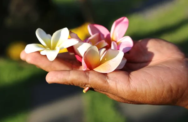 Flores Plumeria Frangipani Jardineiro Mão Ilha Bali Indonésia — Fotografia de Stock
