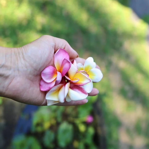 Flores Plumeria Frangipani Jardineiro Mão Ilha Bali Indonésia — Fotografia de Stock