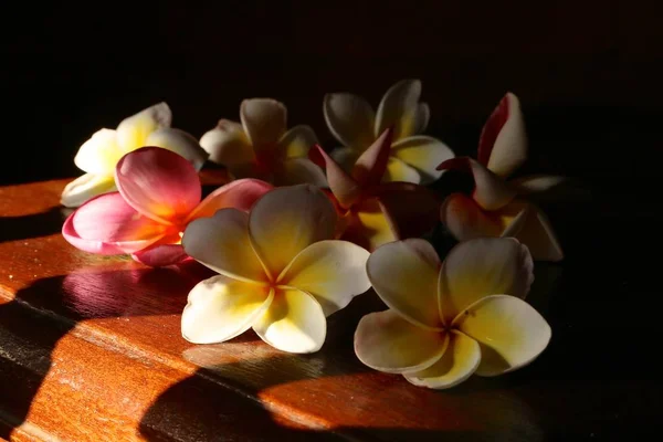 Pflaumenblüten Oder Frangipani Rot Und Weiß Von Der Sonnenseite Beleuchtet — Stockfoto