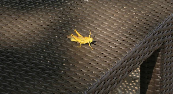 The grasshopper  jumped on the bed and warms in the rays of the sun on the ribbed surface