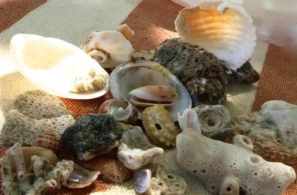 Still Life Tropical Objects Ancient Ocean Shells Tropical Sand — Stock Photo, Image