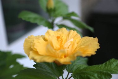 Sarı gül çiçeğinin parlak sarı rengi