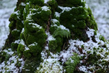 Gövdede kalın yeşil yosun ve ilk beyaz karla kaplı ağaç kökleri.