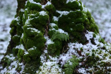 Gövdede kalın yeşil yosun ve ilk beyaz karla kaplı ağaç kökleri.