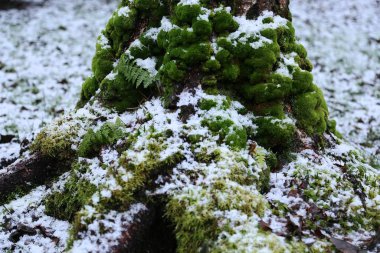 Gövdede kalın yeşil yosun ve ilk beyaz karla kaplı ağaç kökleri.