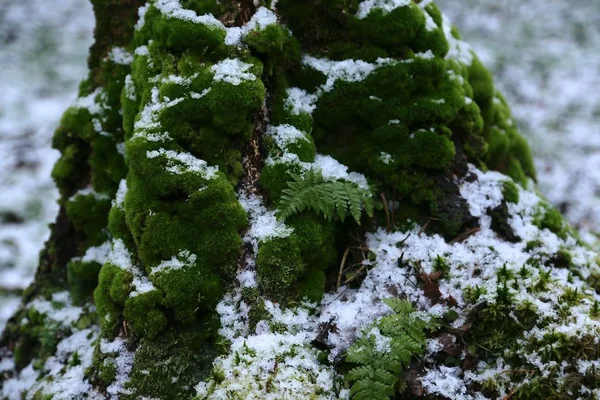 Gövdede kalın yeşil yosun ve ilk beyaz karla kaplı ağaç kökleri.
