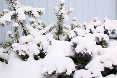 Yumuşak beyaz kar altında kışın korunan ladin bacakları yeşil