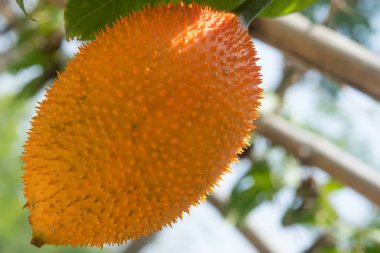 Dikenli Bebek nefesi