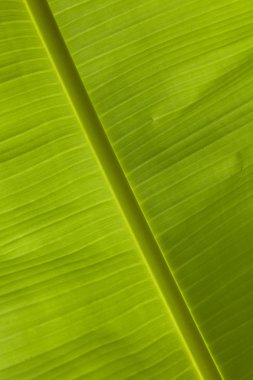 yakın çekim palmiye yaprağı