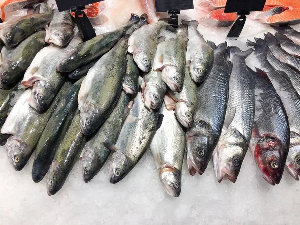 Fresh salmon fish on ice — Stock Photo, Image