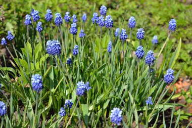 Güneşli bir günde mavi timsahlardan bir yatak