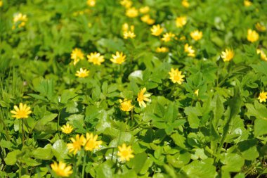 Sarı çiçekler baharda Chistyakov güneşli bir günde çimlerde yetişir.