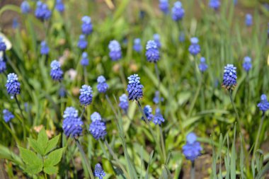 Güneşli bir günde mavi timsahlardan bir yatak