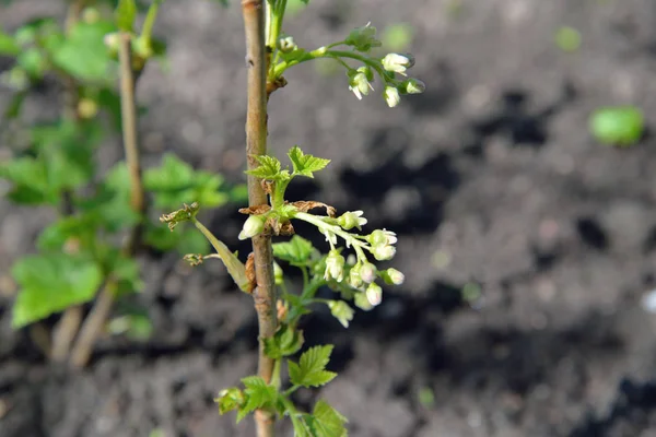 Young seedling currant in the garden on a Sunny day — Stock Photo, Image