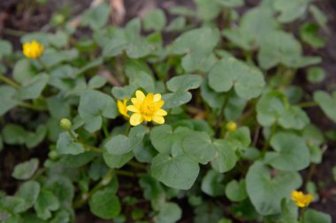 Chistyakov, Buttercup bahçede bahar 