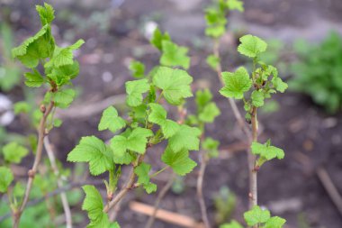 Frenk üzümü çalıların genç yaprakları