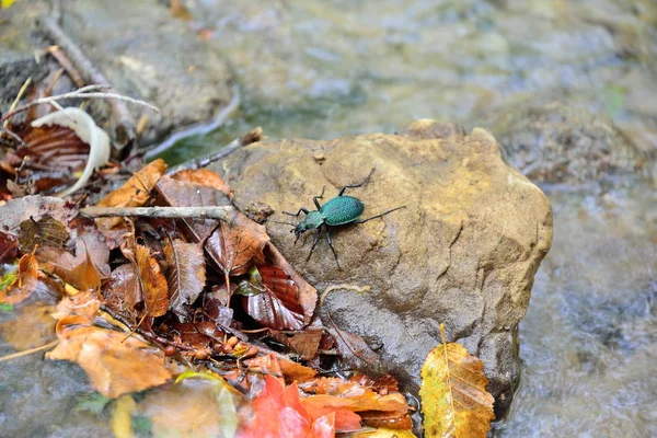 A large green beetle on the stone in the middle of the stream