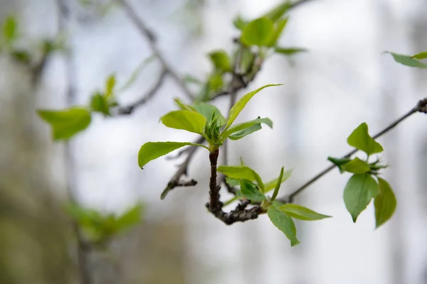 Folhas jovens no ramo da árvore da Apple — Fotografia de Stock