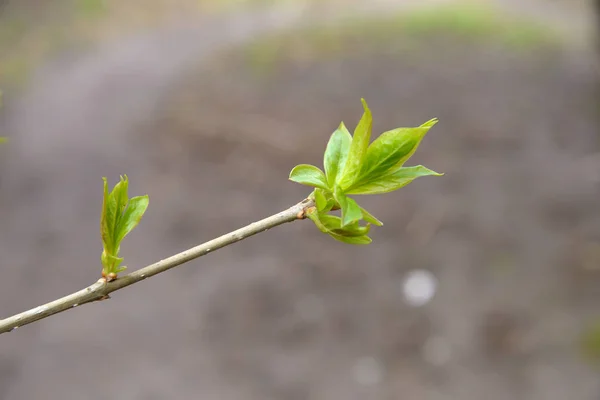 Daun muda pada cabang ungu di musim semi — Stok Foto