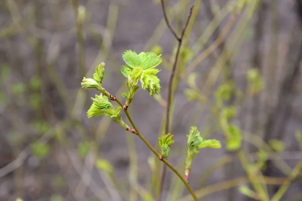 Young green leaves on the branch of wild rose — Stock Photo, Image