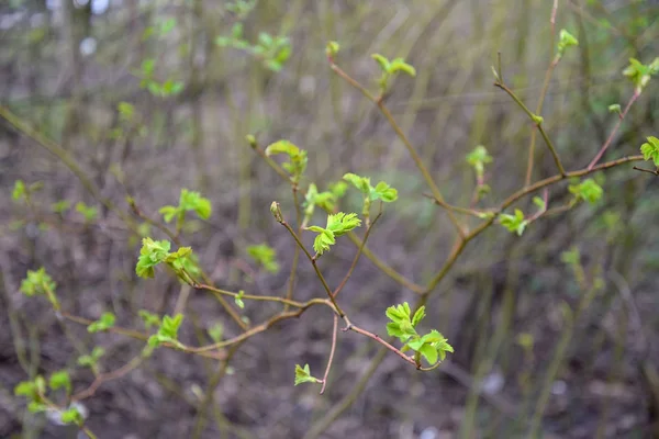 Jovens folhas verdes no ramo da rosa selvagem — Fotografia de Stock