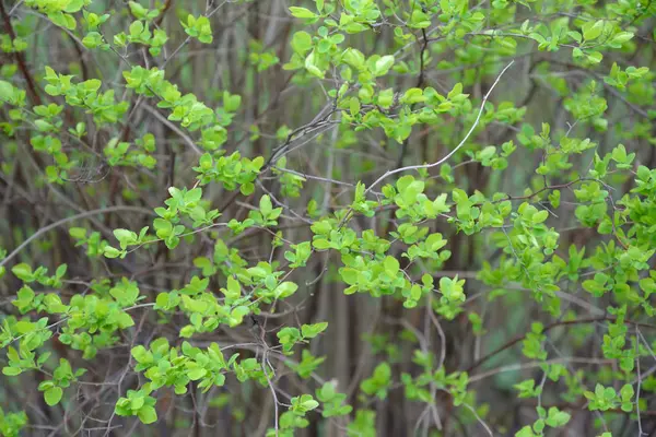 Folhas jovens em um Bush de Jasmine — Fotografia de Stock