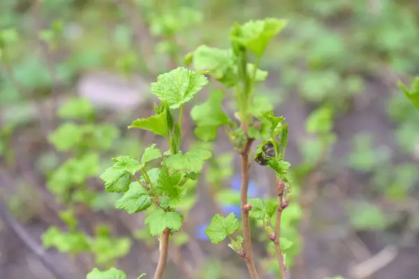 Young leaves on the currant bushes — Stock Photo, Image