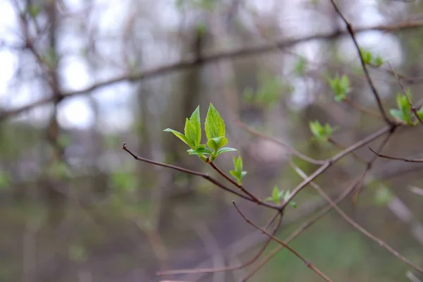 Bir çalı genç yeşil yaprakları — Stok fotoğraf