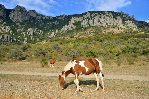Um cavalo com um potro pastando no vale dos fantasmas na vicina Fotografia De Stock