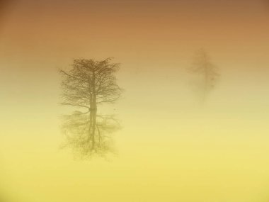 Texas 'ta sis görebileceğimiz çok fazla gün yok. Mükemmel bir sabahtı. Her şeyi bırakıp gölde selvi ağacı vurmak için mükemmel bir karardı.. 