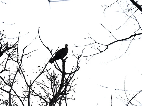 巣を作る冬の間に たくさんの鳥が北からテキサスに移住します 彼らは木の上に完璧な巣作りの場所を見つける 冬の後 彼らは再び彼らの北部の家に戻るでしょう 毎年だ 次世代へと受け継がれる — ストック写真