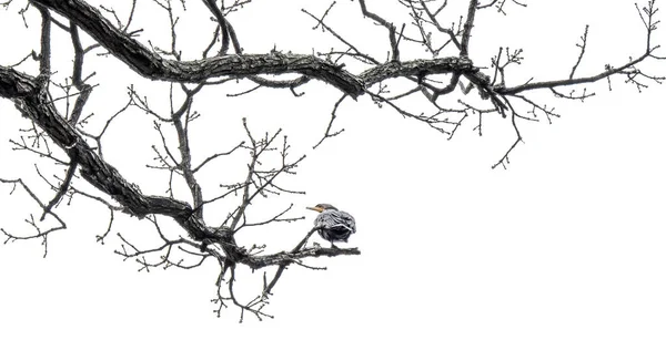 Kışın keşfe çıkan tonlarca kuş kuzeyden Teksas 'a göç eder. Ağaçtaki mükemmel yuvalarını buluyorlar. Kıştan sonra, tekrar kuzeydeki evlerine dönecekler. Yıllarca! Nesiller gelecek nesillere geçer.. 