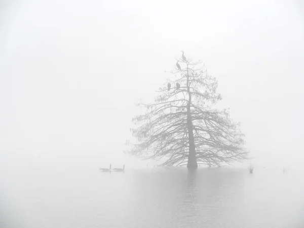 Lonesome Tree - not very many days in Texas we can see fog. It was a perfect morning with a perfect decision to drop off everything & go out shoot cypress tree on a lake. All the disturbing backgrounds are gone in the fog, but left only this tree.