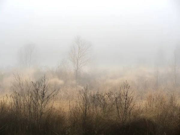 Gemalte Bäume Nicht Sehr Viele Tage Texas Können Wir Nebel — Stockfoto