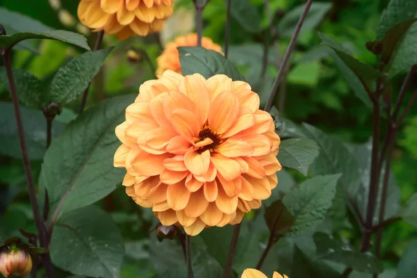 Dahlia, de favoriete nazomer. — Stockfoto