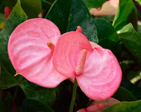 Ροζ λουλούδι της ζούγκλας. — Φωτογραφία Αρχείου