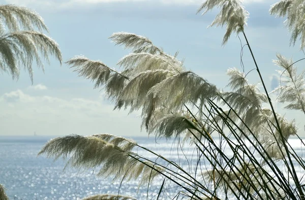 Pampas grass in the breeze. — Stock Photo, Image
