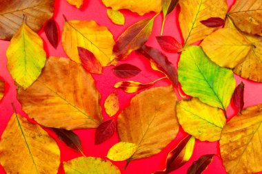 Tasarım sonbahar yaprakları.