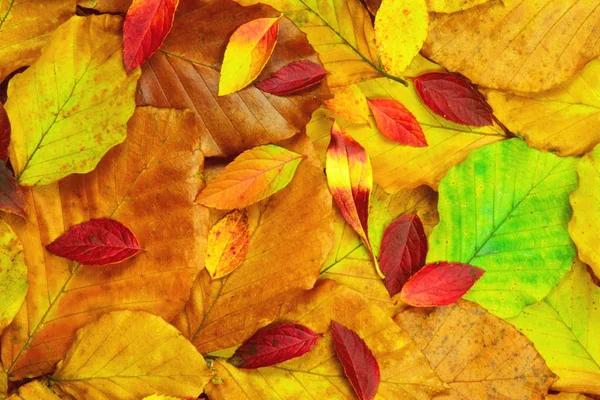 Tasarım sonbahar yaprakları.